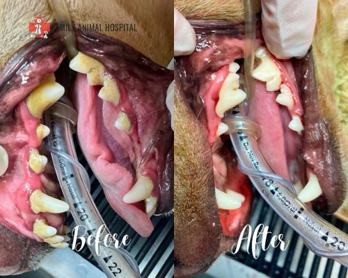 Photo post from familyanimalhospitalcm.