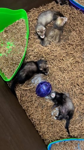 Video post from njexoticpets.