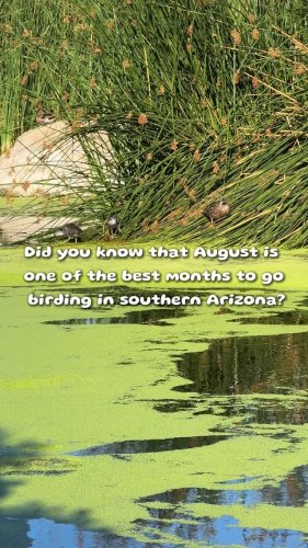 Video post from visittucson.