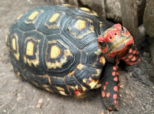 Photo post from carapacecritters.