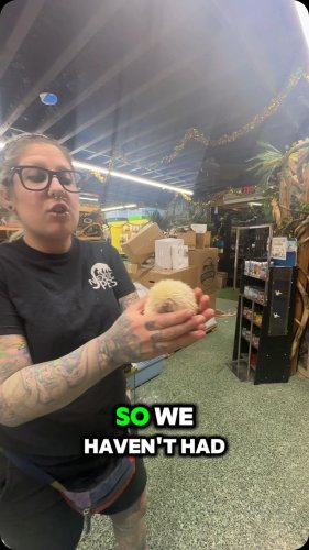 Video post from njexoticpets.