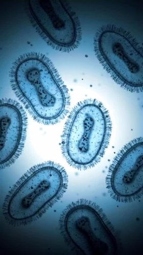 Video post from ananindeuapma.