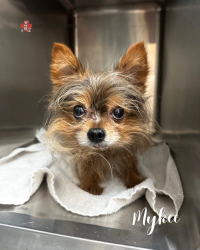 Photo post from familyanimalhospitalcm.