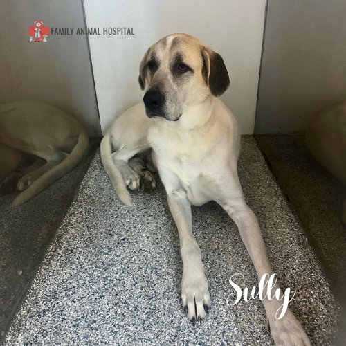 Photo post from familyanimalhospitalcm.