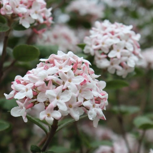 Photo post from backyardgardener.