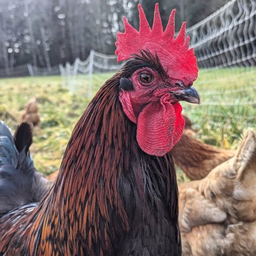 Photo post from hungryhollowfarm.