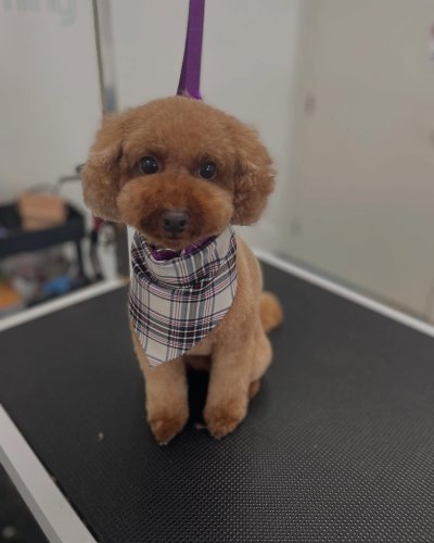 Carousel post from k9playtimedoggydaycare.