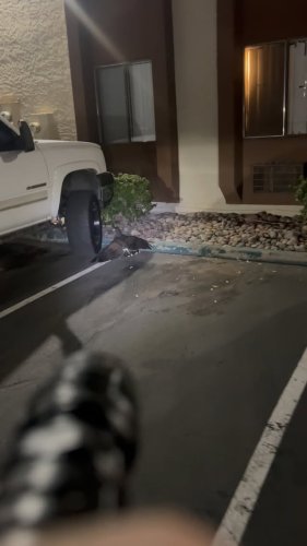 Video post from desertkingsfalconry.