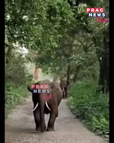 Video post from pragnewsofficial.