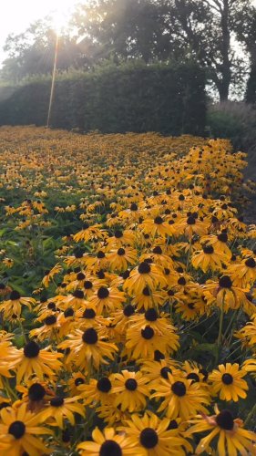 Video post from sussexprairies.