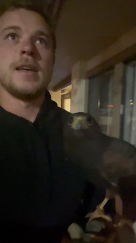 Video post from desertkingsfalconry.