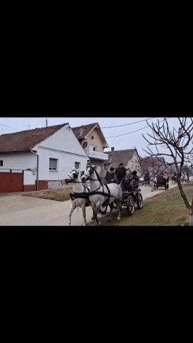 Video post from sremskatelevizija.
