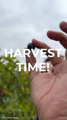 Video post from purethewineryes.