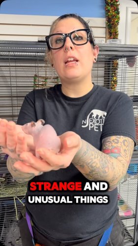 Video post from njexoticpets.