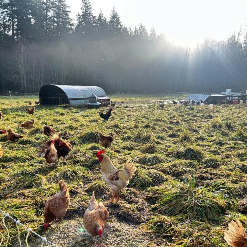 Photo post from hungryhollowfarm.