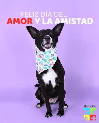 Photo post from medicalpettj.