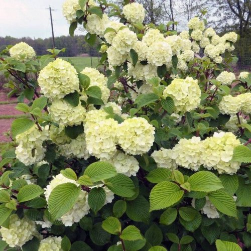Photo post from backyardgardener.