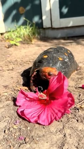 Video post from carapacecritters.