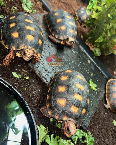 Photo post from carapacecritters.