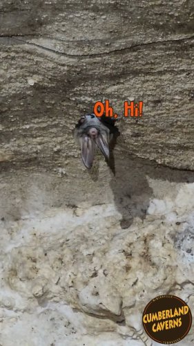 Video post from cumberlandcaverns.