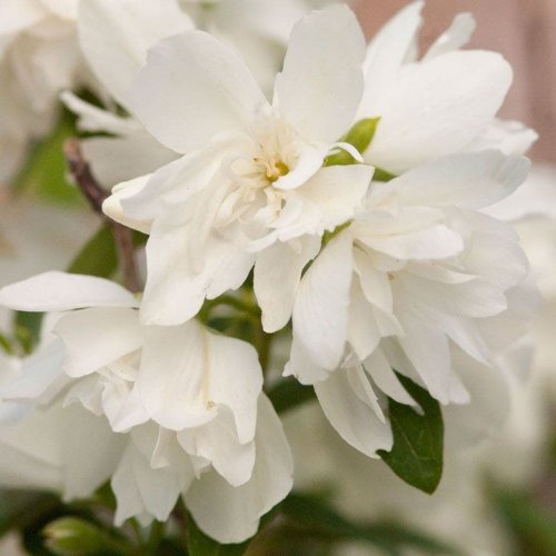 Photo post from backyardgardener.