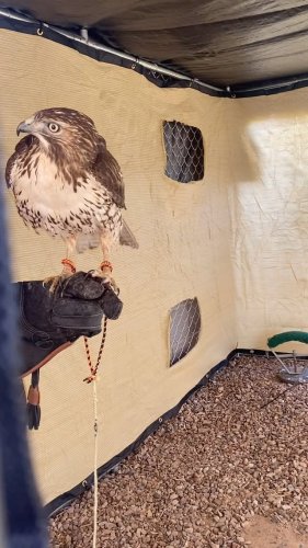 Video post from desertkingsfalconry.