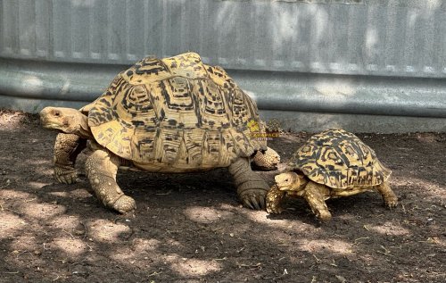 Photo post from carapacecritters.