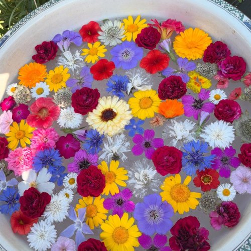 Photo post from gardenhousebrighton.