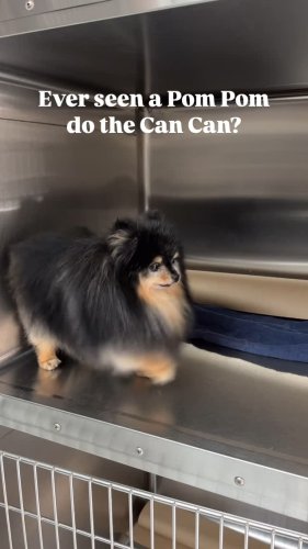 Video post from familyanimalhospitalcm.