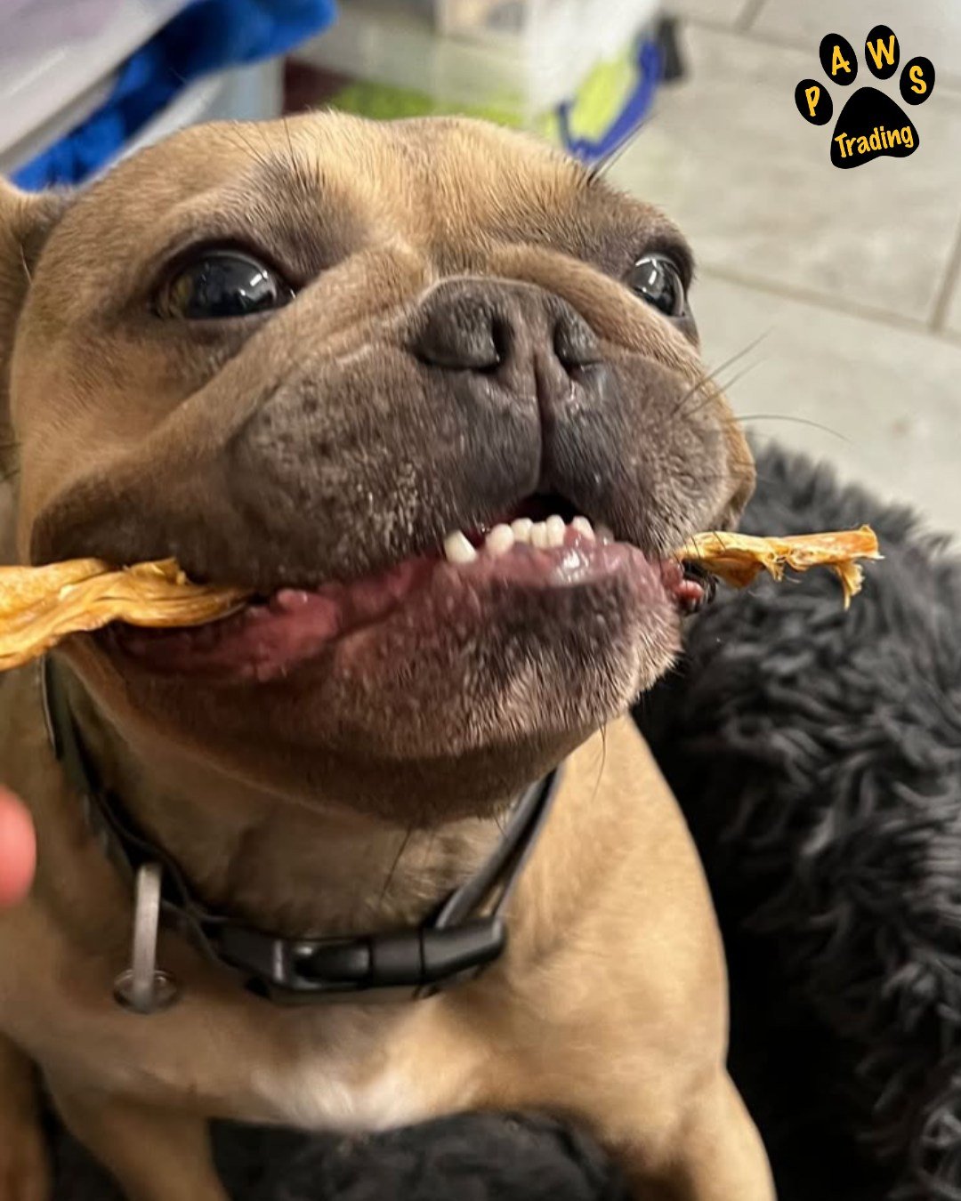 Photo post from pawstrading.