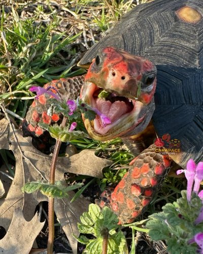 Photo post from carapacecritters.