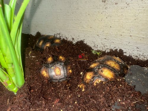 Carousel post from carapacecritters.