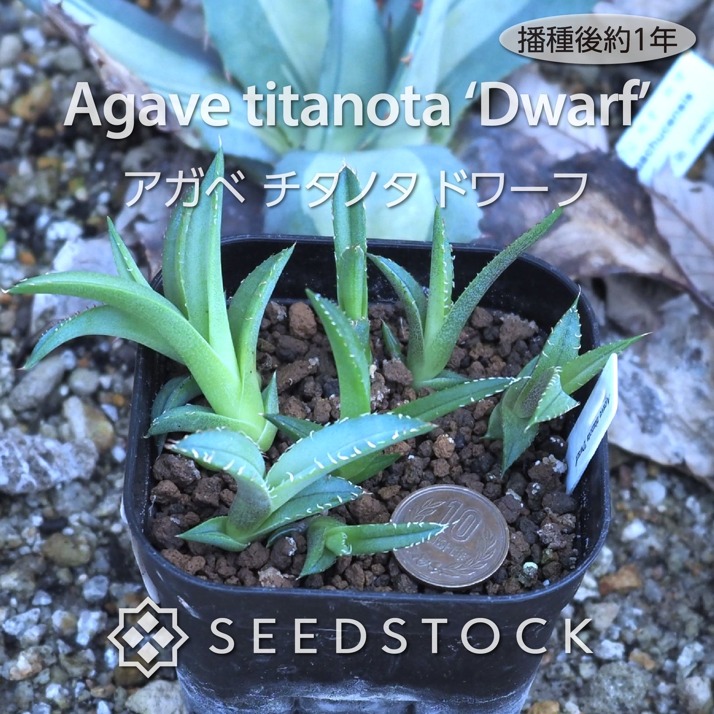 アガベ-パキポディウム-アデニウム 種子のお店 seedstock