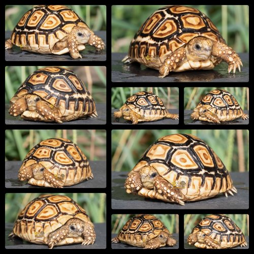 Photo post from carapacecritters.