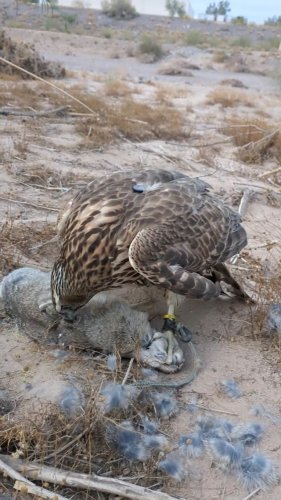 Video post from desertkingsfalconry.