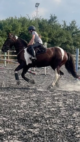 Video post from alice_armson_equine.