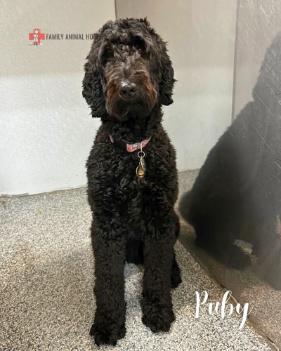 Photo post from familyanimalhospitalcm.