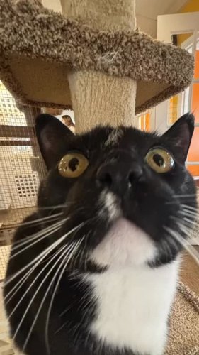 Video post from cats.cradle.winnipeg.