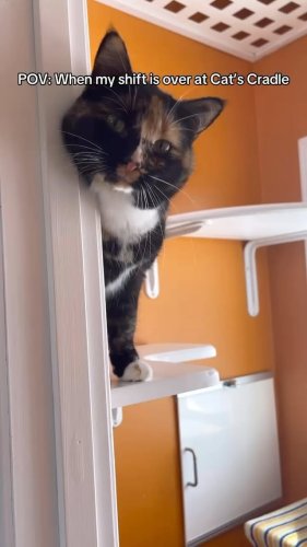 Video post from cats.cradle.winnipeg.