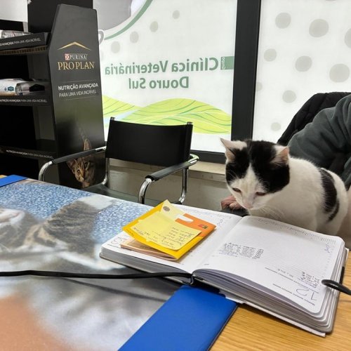 Carousel post from clinica_veterinaria_dourosul.