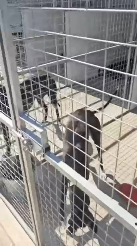 Video post from pawstrading.