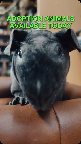 Video post from njexoticpets.