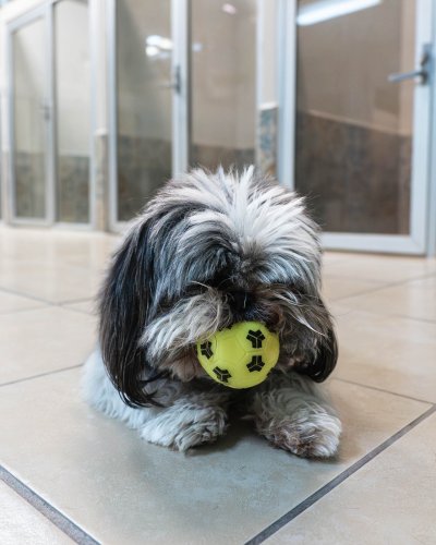 Photo post from medicalpettj.