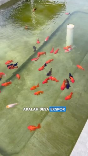 Video post from amanatnasional.