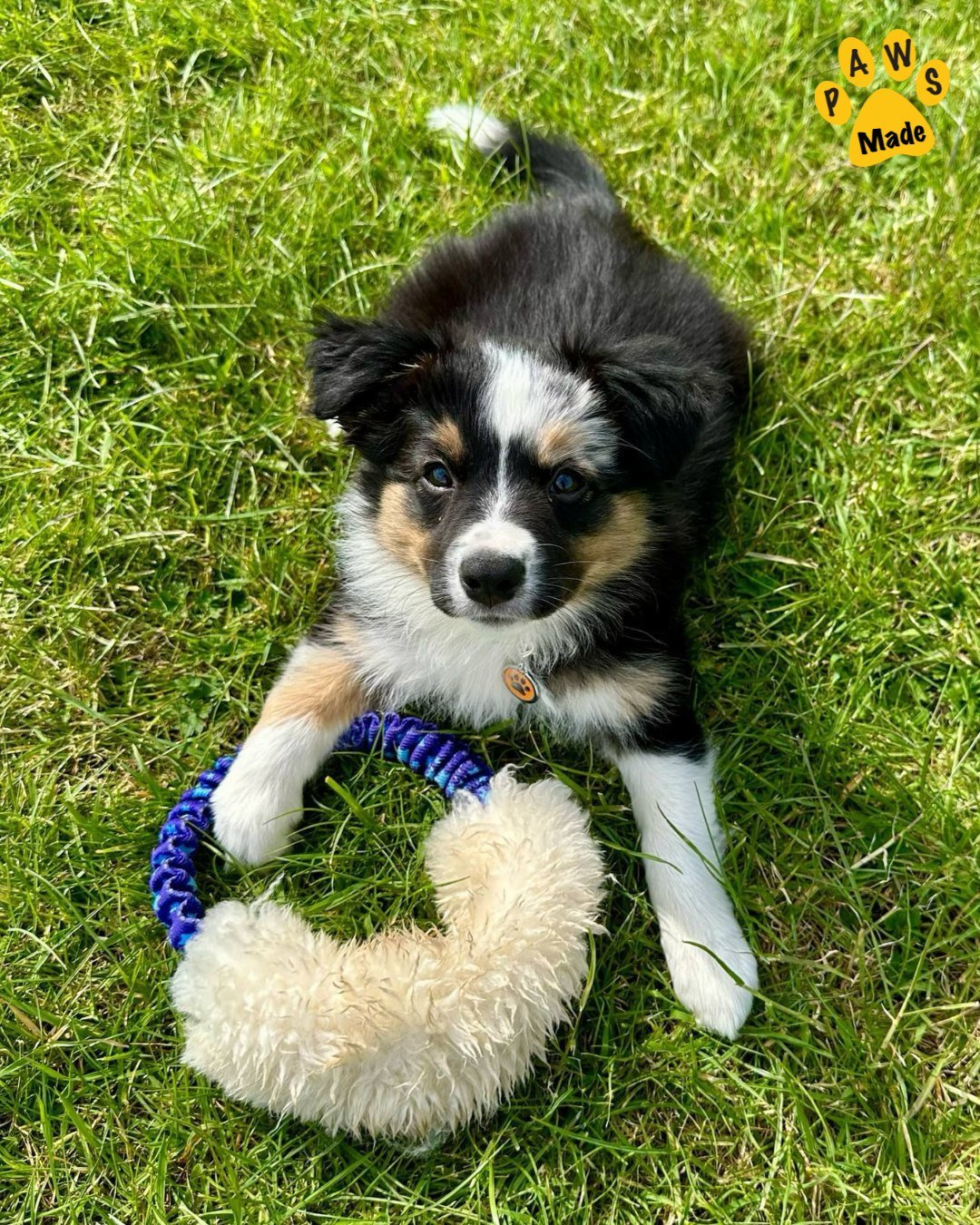Photo post from pawstrading.