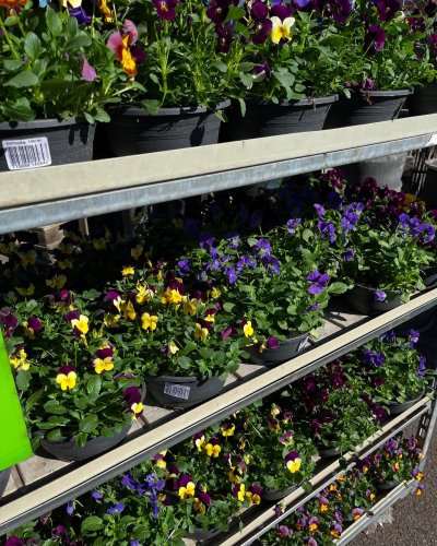 Photo post from blomsterborsen.