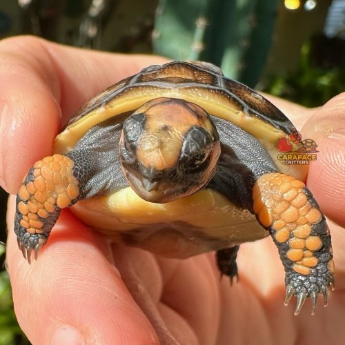 Photo post from carapacecritters.