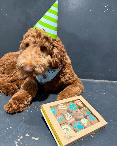 Carousel post from k9playtimedoggydaycare.