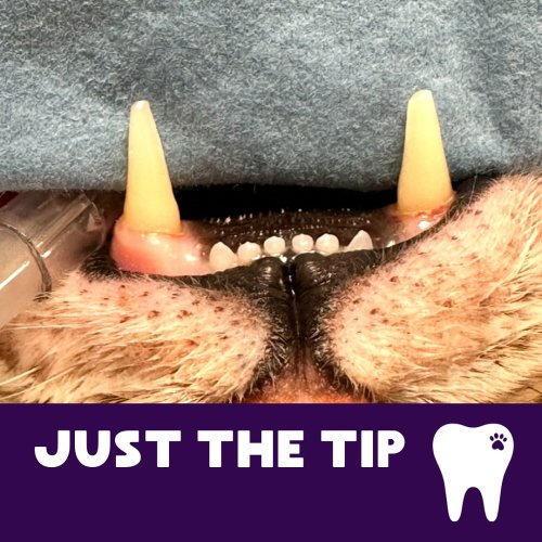 Carousel post from toothy.thomson.