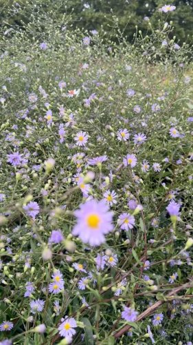 Video post from sussexprairies.